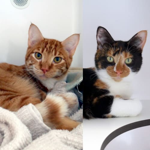 Willow rstk010822 & Tato rstk010823