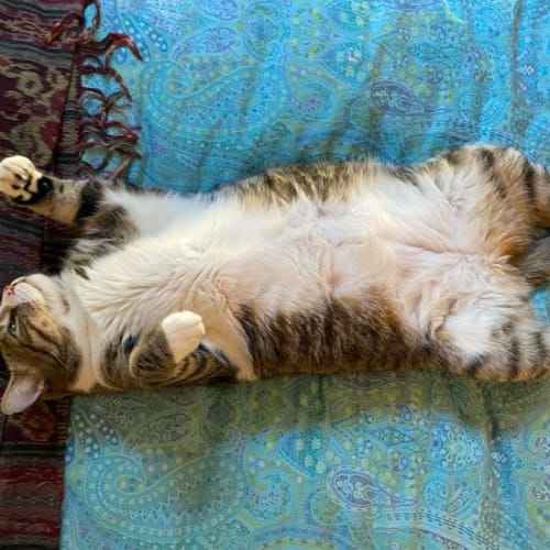 No photo for King Carl Gato