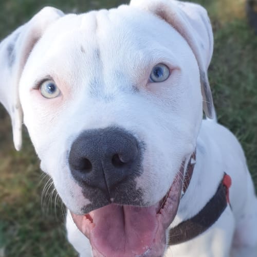 Hank