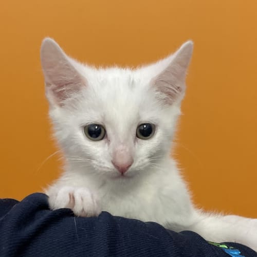 Casper