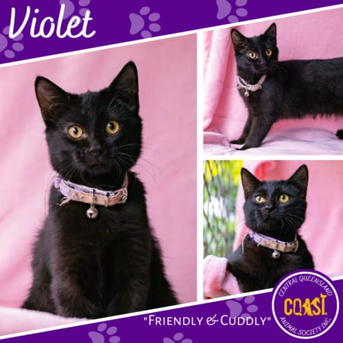 Violet