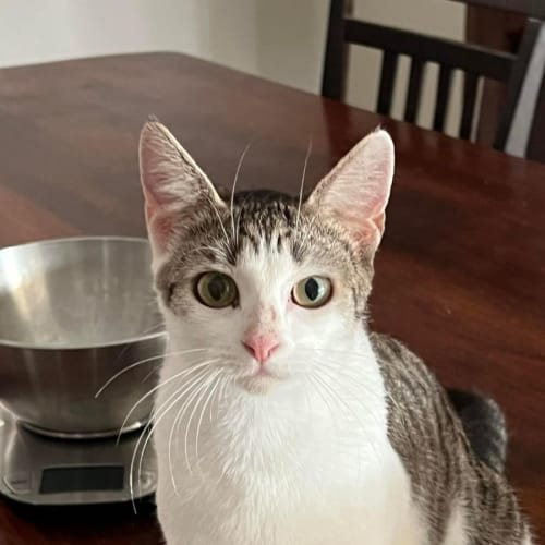 Willow