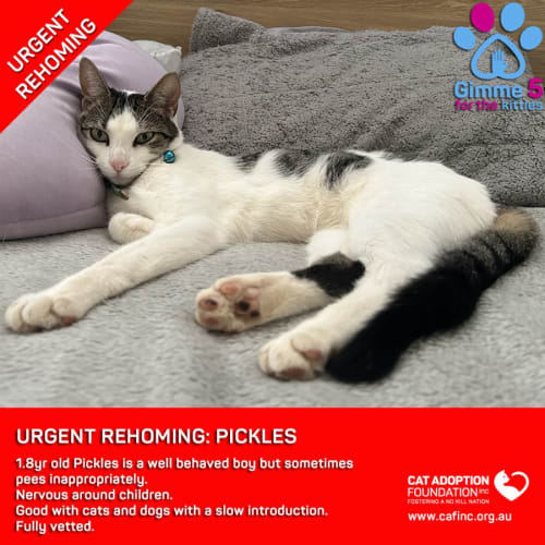 Pickles Private Rehoming No Charge!