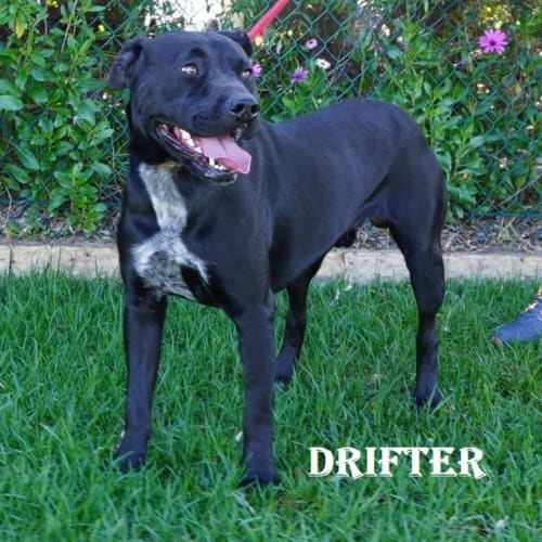 Drifter