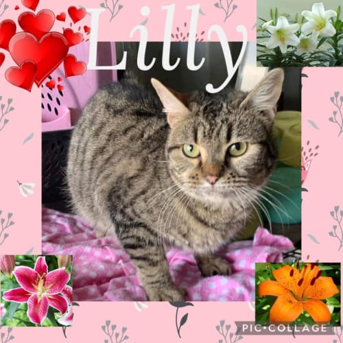 Lilly 