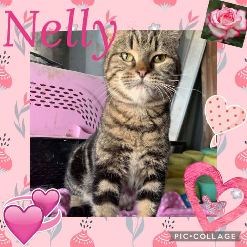 Nelly 