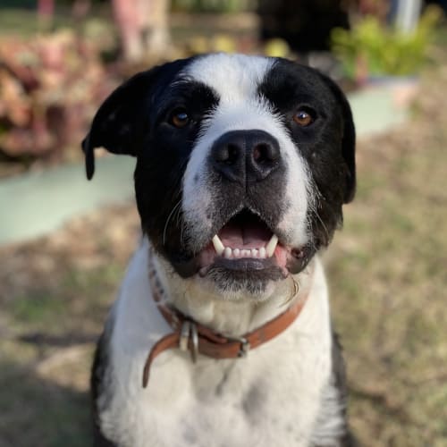 Bubba