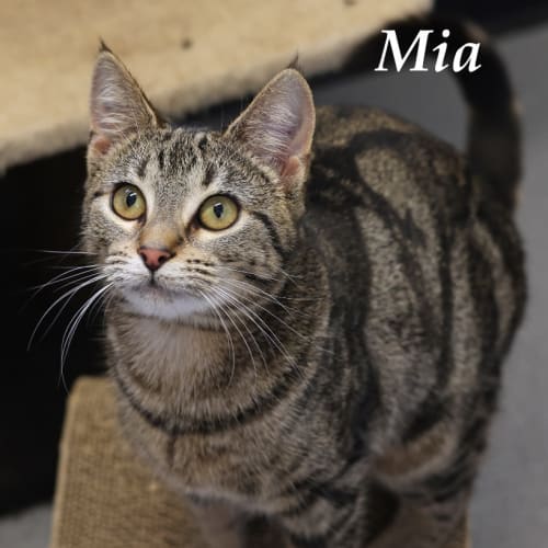Mia