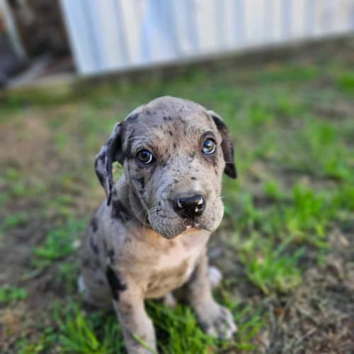 Blizzard