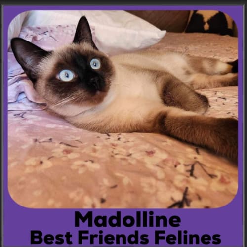 Madolline