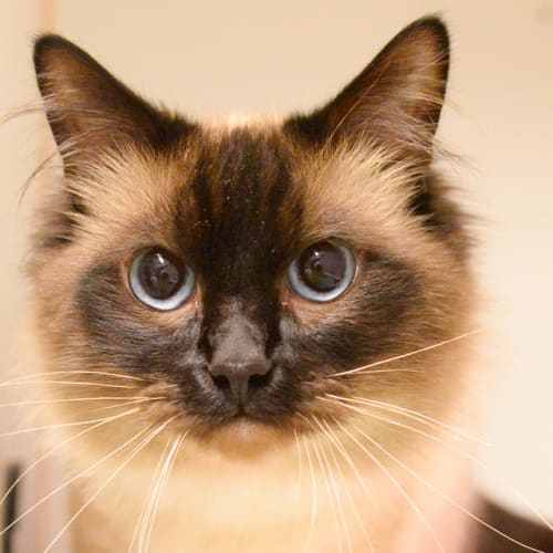 Mocha