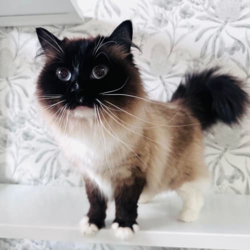 Trixie - Located in Preston