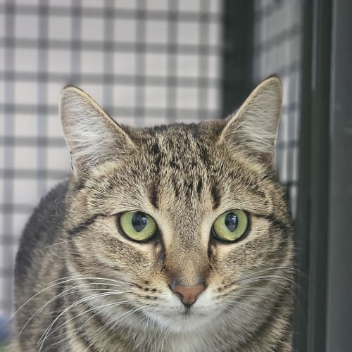 Tammy