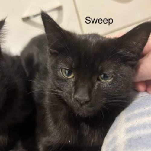 Sweep