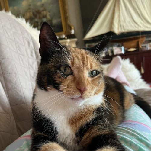 Peaches