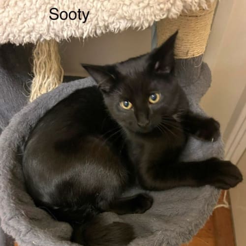 Sooty