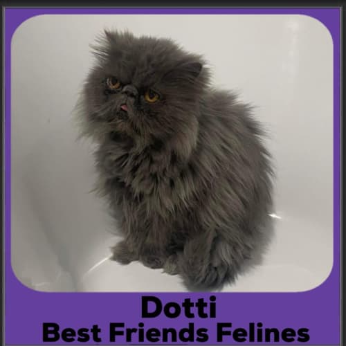 Dottie