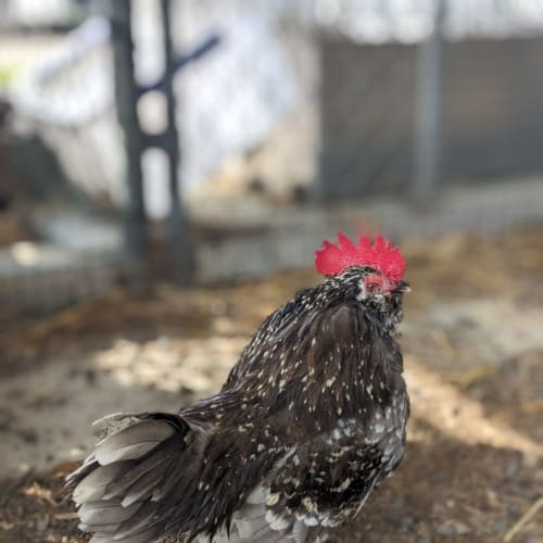 🐔Cluck Norris STK132🐔