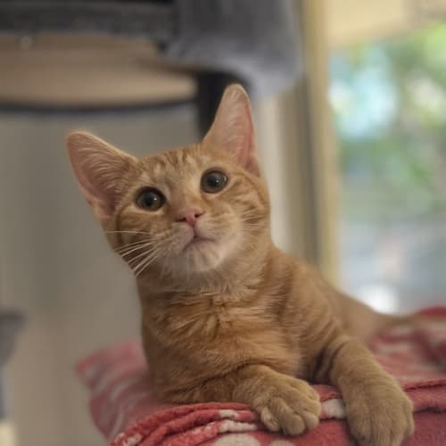 Cosmo