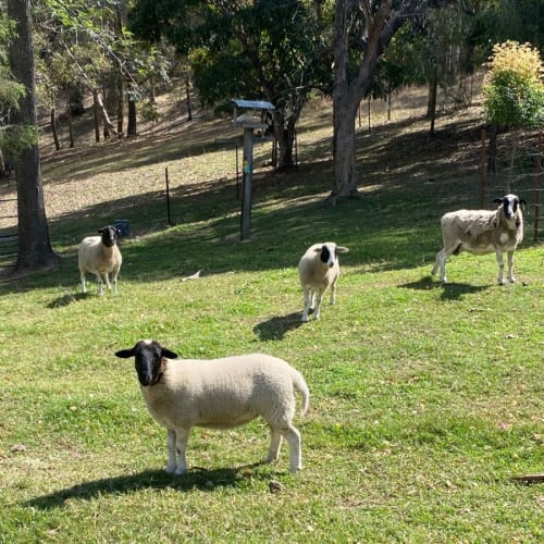 Mama - Aunty and Babies