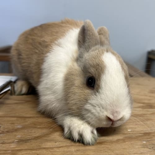 Rosie