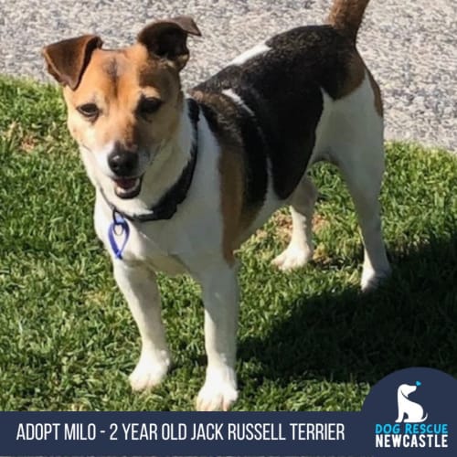 Milo - 2 Year Old Jack Russell Terrier (Trial)