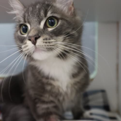 Simba