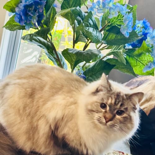 Willow 