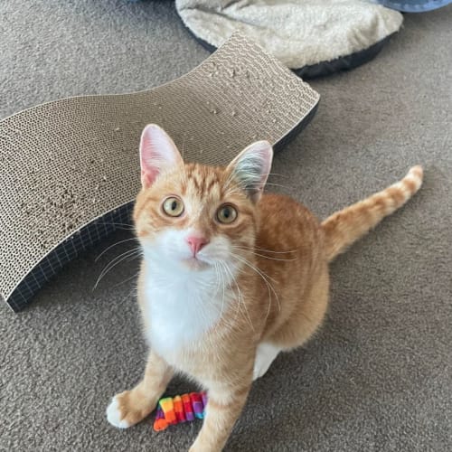 Toby