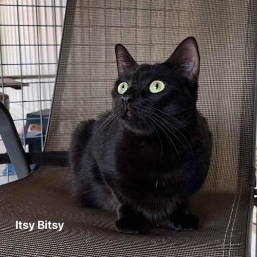 Itsy Bitsy