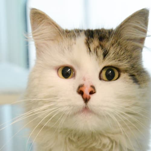 Bartholomew
