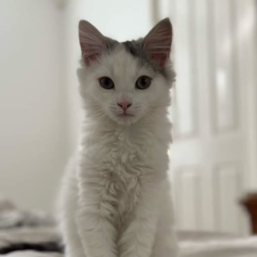 Willow