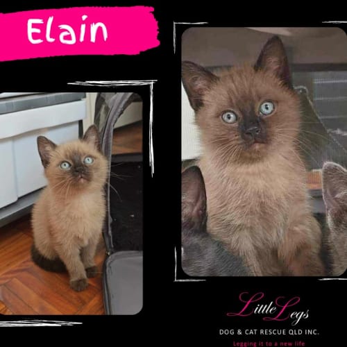 Elain