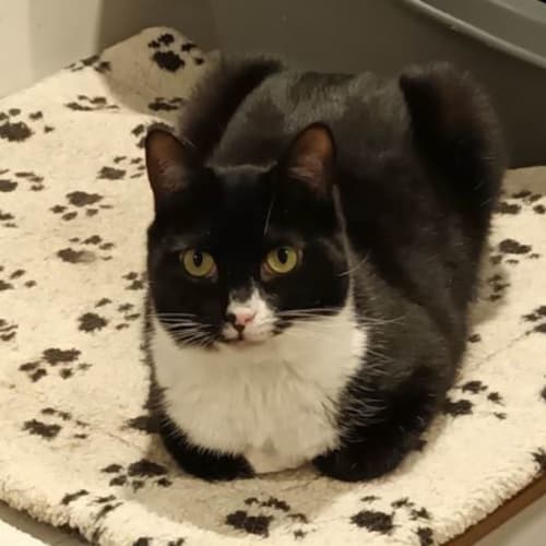 Cybelle ** 2nd Chance Cat Rescue ** - Domestic Short Hair Cat
