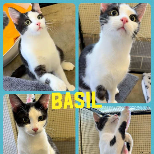 Basil