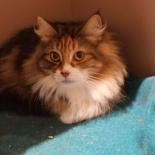 Mishican ** 2nd Chance Cat Rescue**