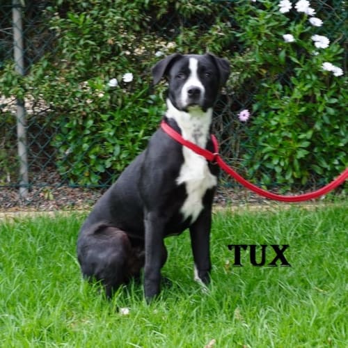 Tux
