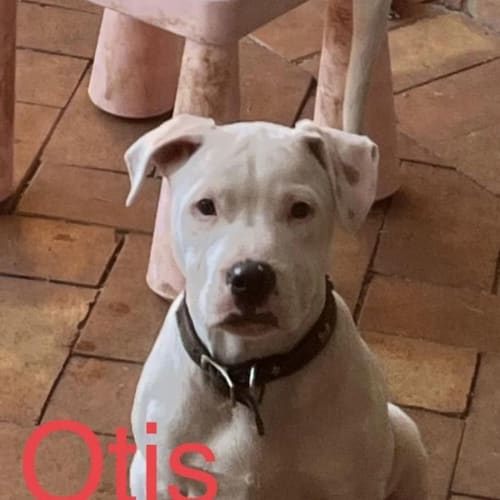 Otis