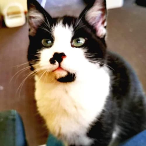 Domino