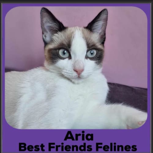 Aria 