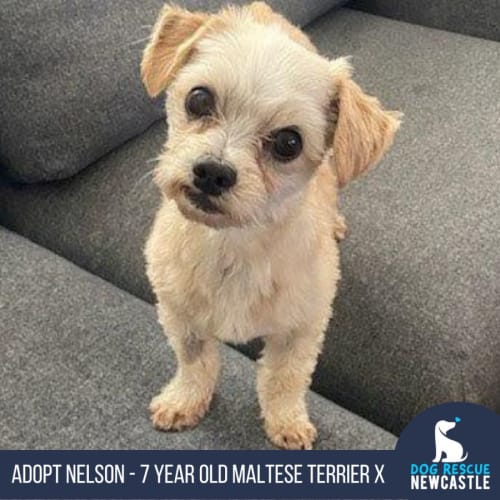 Nelson - 7 Year Old Maltese x Terrier (Trial)