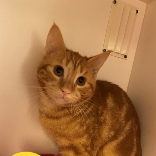 Benji