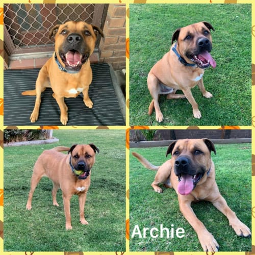 Archie