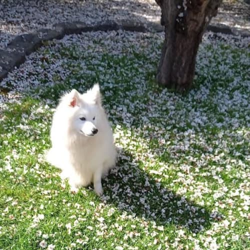 Shiloh