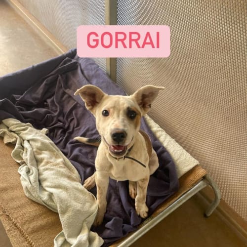 Gorrai