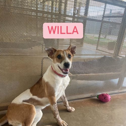 Willa