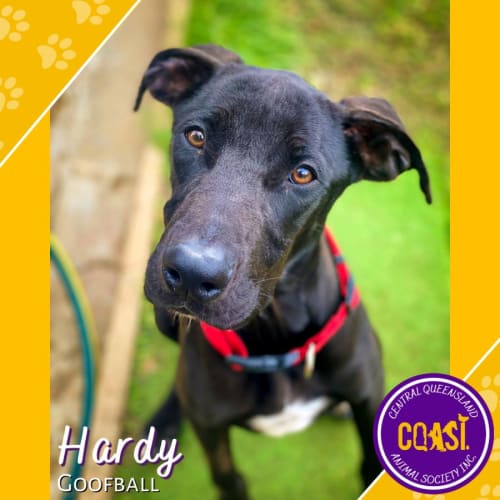 Hardy
