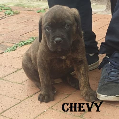 Chevy