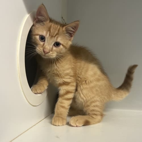 Gingernut