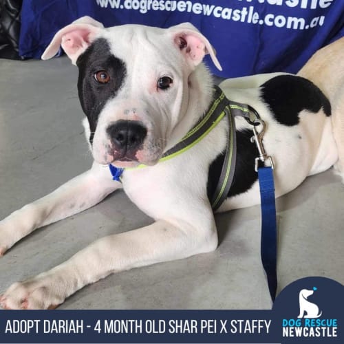 Dariah - 4 Month Old Shar Pei X Staffy (Trial)